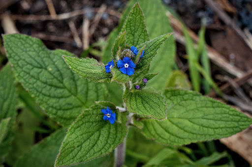 Anchusa Pentaglottis sempervirens