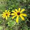 Black-eyed Susan