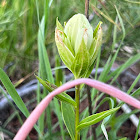 Pale Gentian