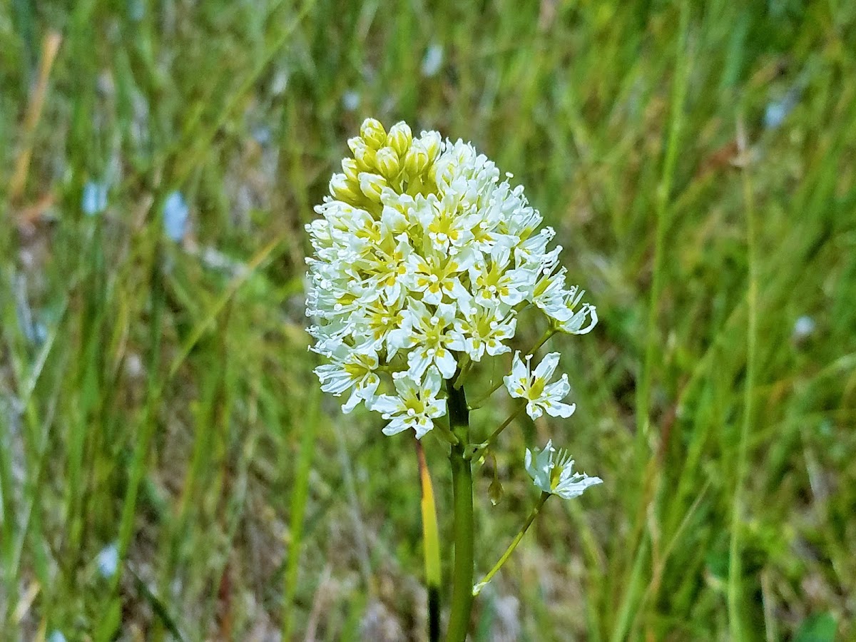 Death camas