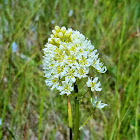 Death camas