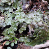 Great Scented Liverwort