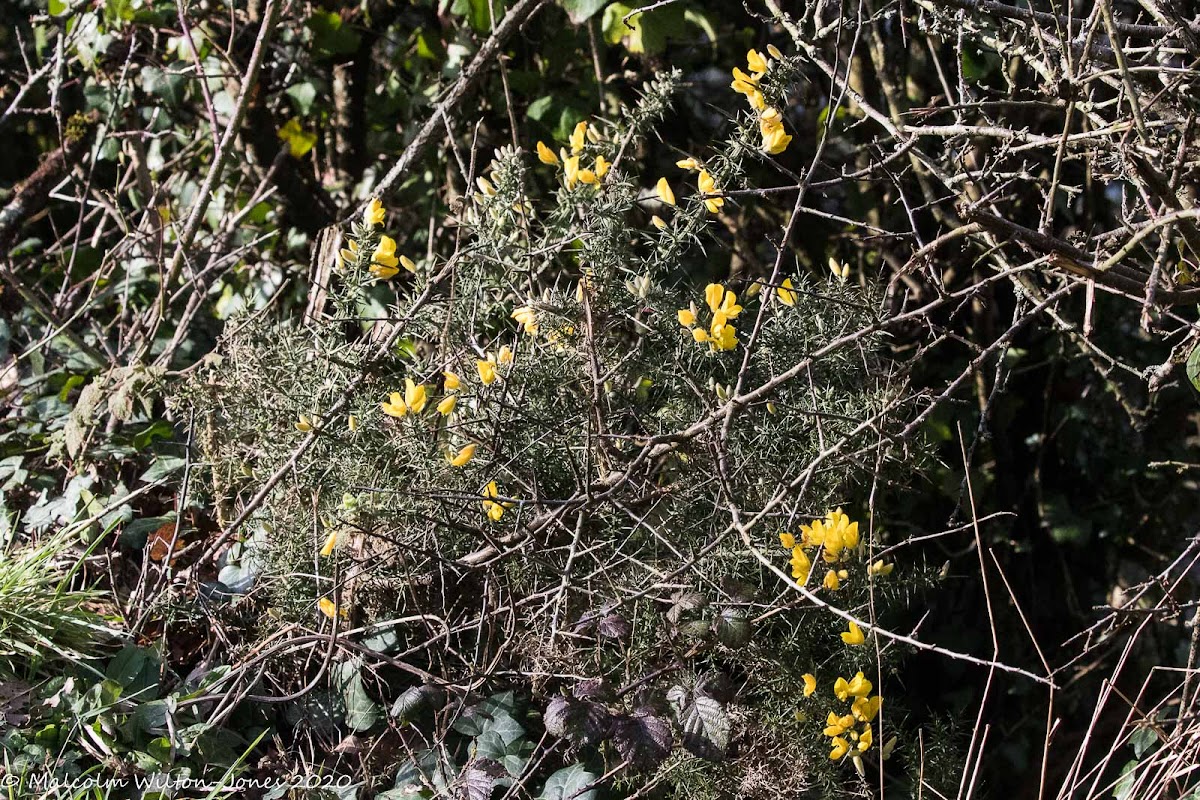 Gorse