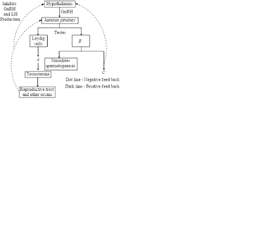 Male Reproductive System