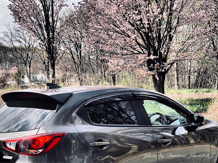 デミオのデミオSKYACTIV-G 1.5・桜見納めに関するカスタム事例の投稿画像1枚目