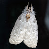 Nolid Moth