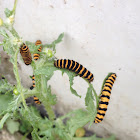 Cinnabar Moth