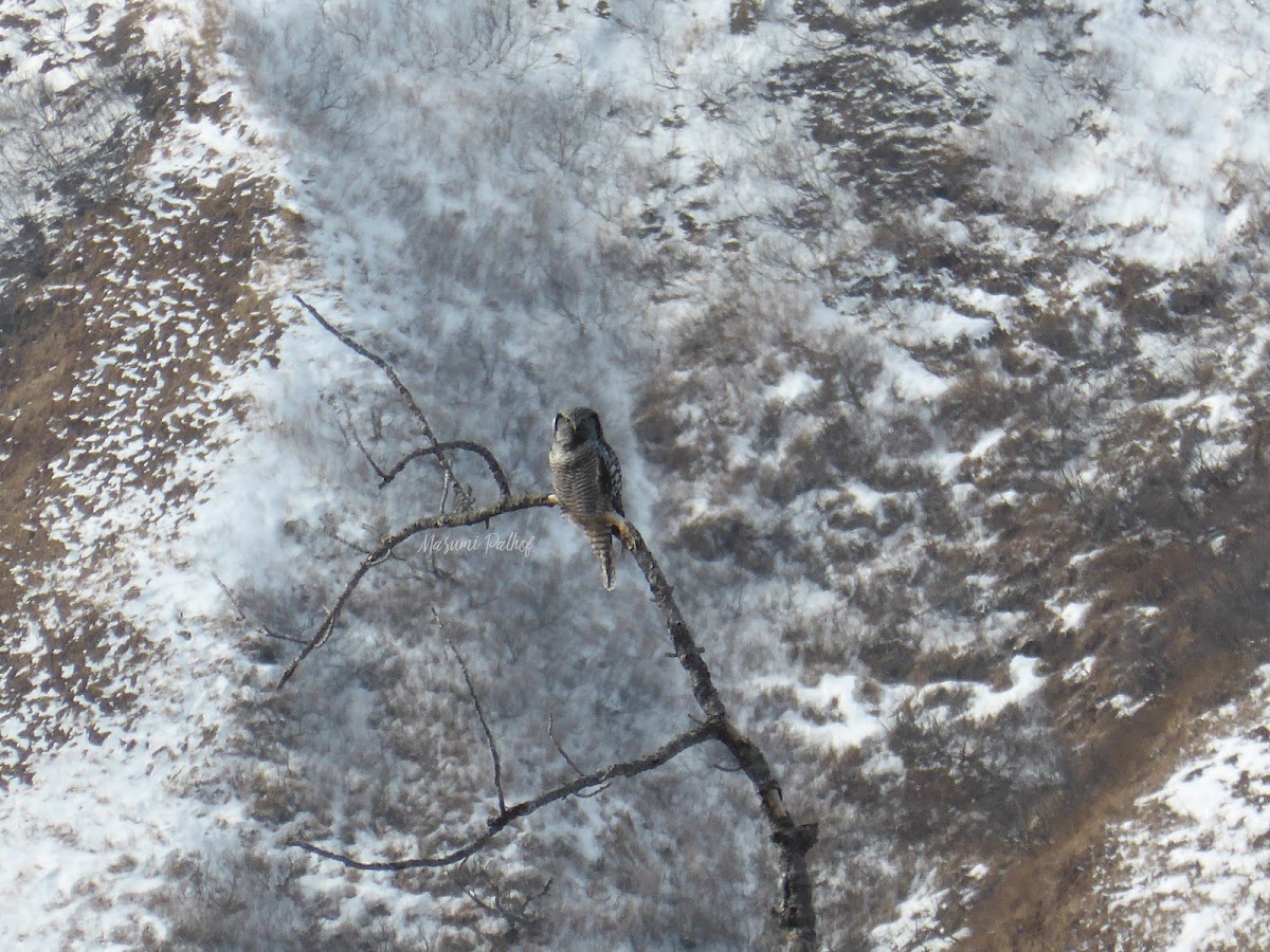 Northern Hawk Owl