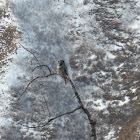 Northern Hawk Owl