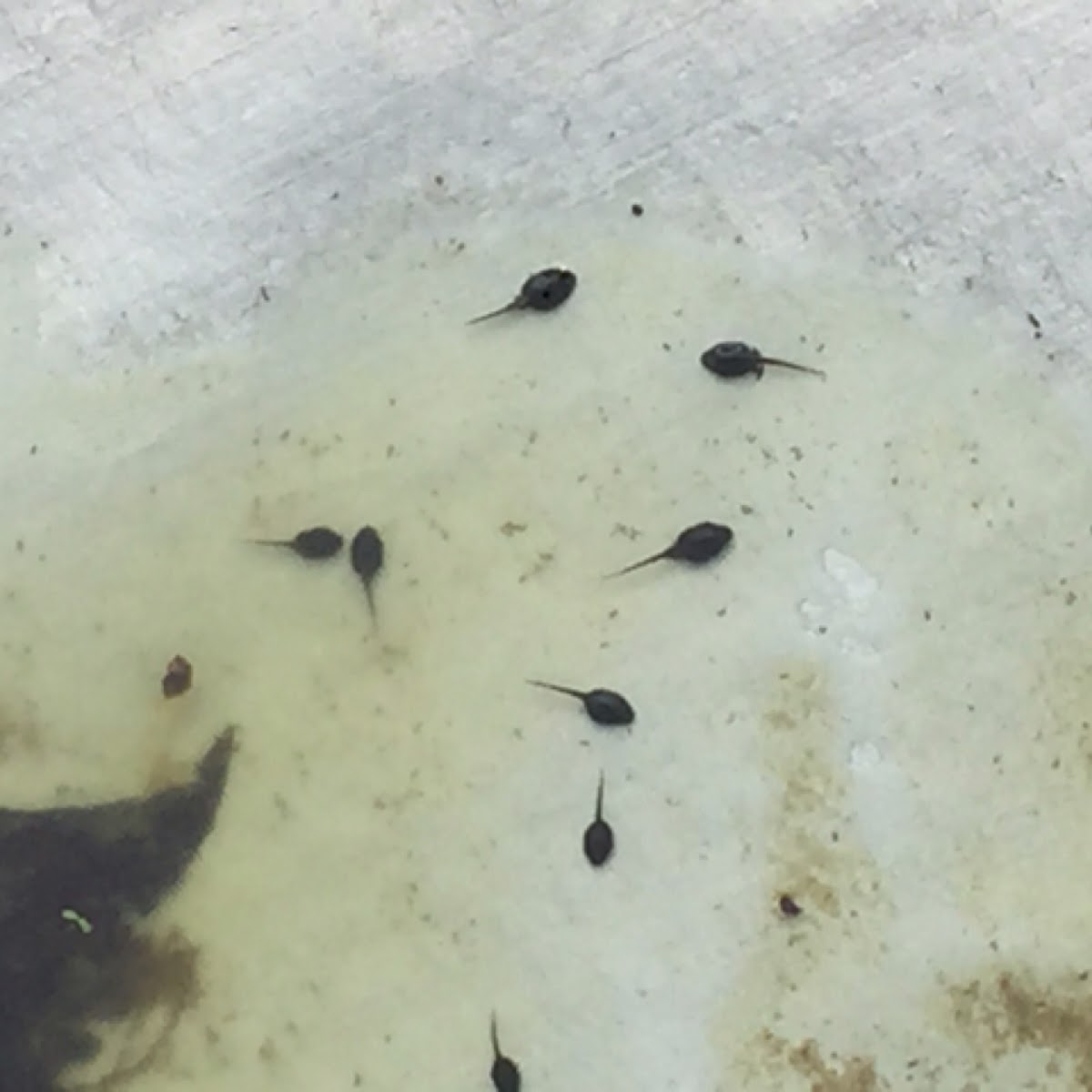 Toad Tadpoles