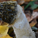 Netted Stinkhorn