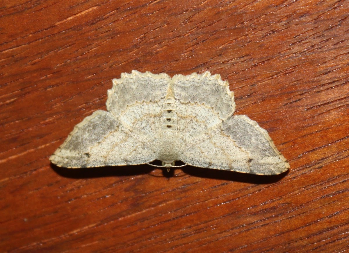 Geometer Moth