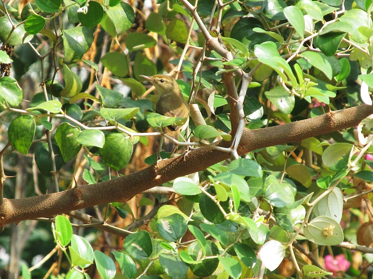 Clamarous Reed Warbler