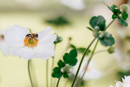 Hochzeitsfotograf Robert Blaj (robertblaj). Foto vom 10. Mai