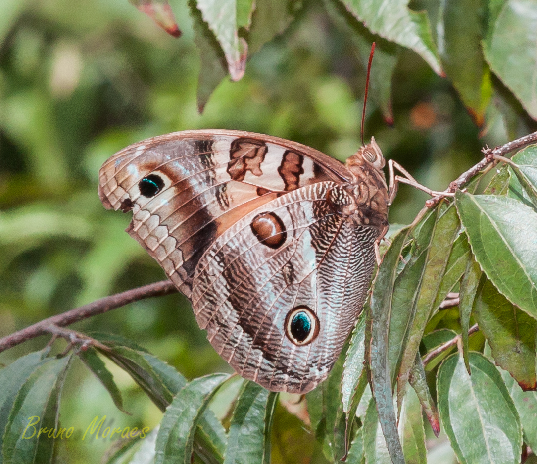 Borboleta coruja