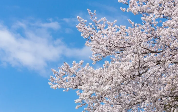 「この桜の木の下で」のメインビジュアル