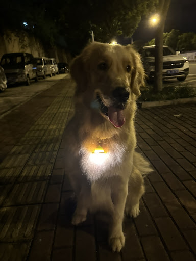 Title 5, USB Rechargeable Banana Luminous Dog Walking Pe...
