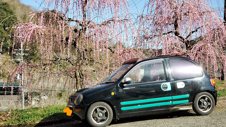 キャロルの垂れ梅・愛車との思い出に関するカスタム事例の投稿画像7枚目