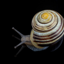 Spiral shell snail