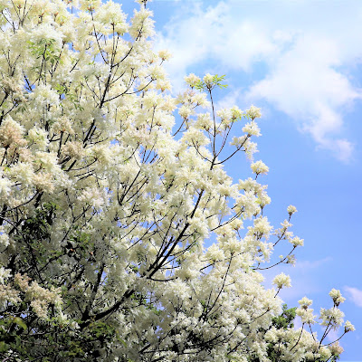 soffice fioritura di Ginko