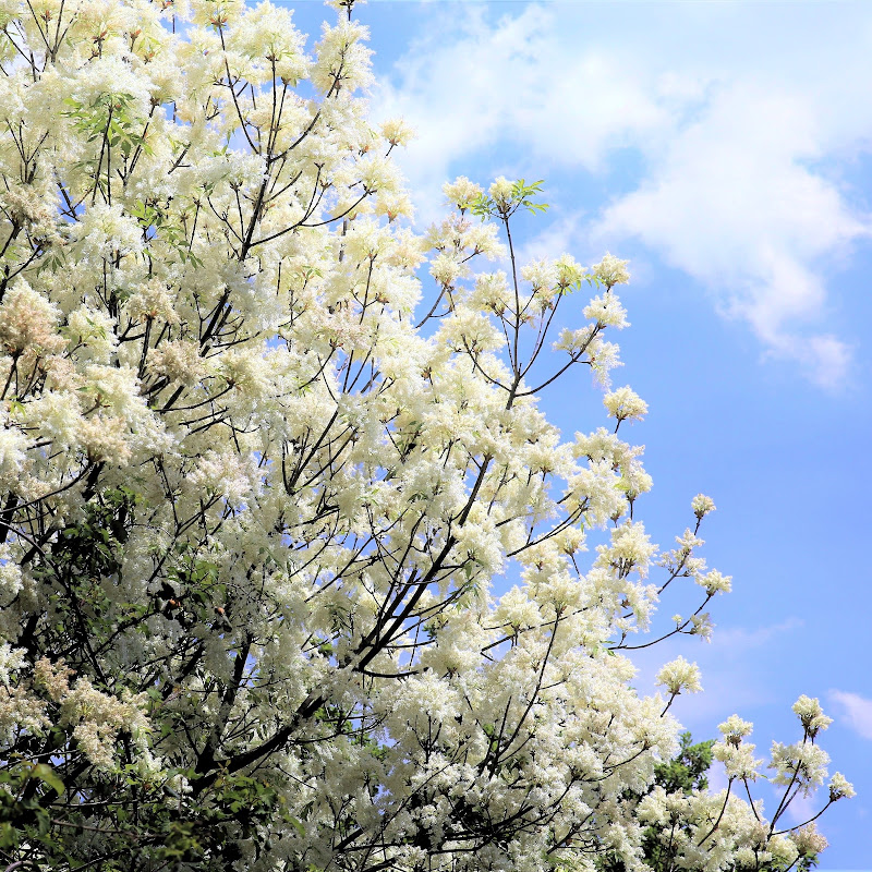 soffice fioritura di Ginko