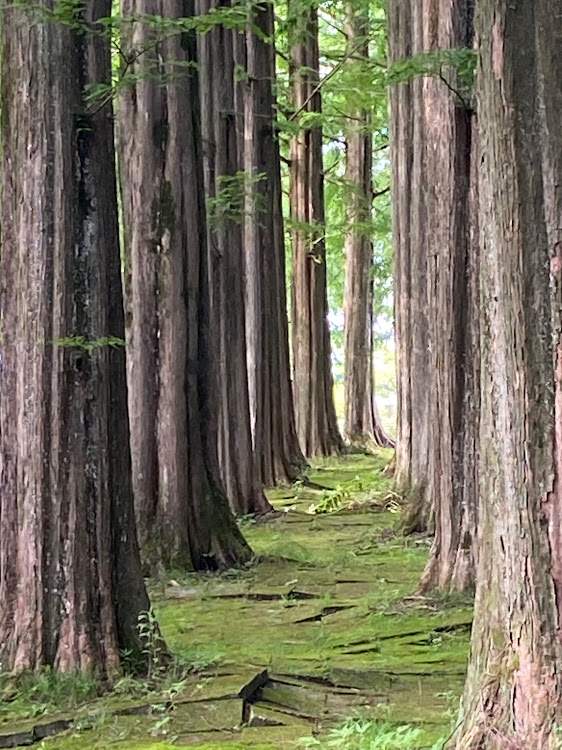 の投稿画像2枚目