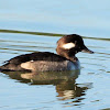 Bufflehead (female)