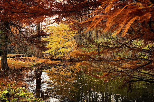 Autunno in Slovenia di NinoZx21