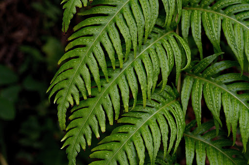 Woodwardia radicans