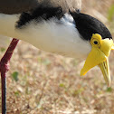 Masked Lapwing (Plover)