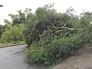 A tree blocking Platina Bridge in Jukskei Park was removed by community police forum members who arrived with chain saws.