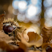 Tempo di castagne! di 