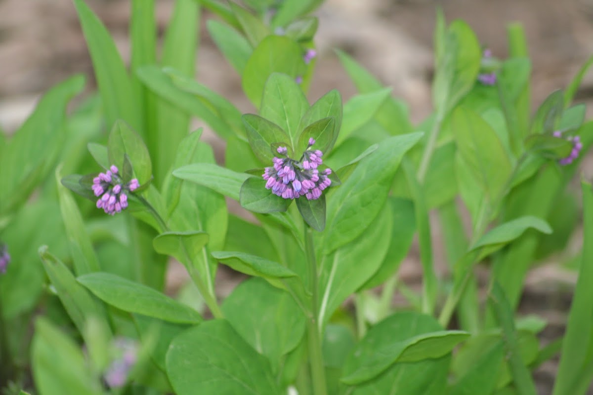 Virginia Bluebells