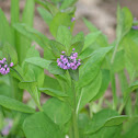 Virginia Bluebells