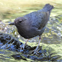 American dipper