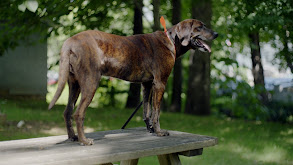 Appalachian Bear Hunting With Hounds thumbnail