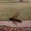 Eastern Cicada Killer