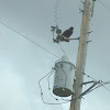 Swainson's Hawk (Dark Morph)