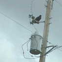 Swainson's Hawk (Dark Morph)