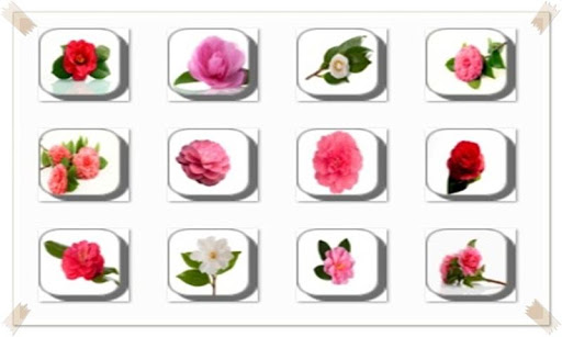 New Amazing Flowers Onet Game