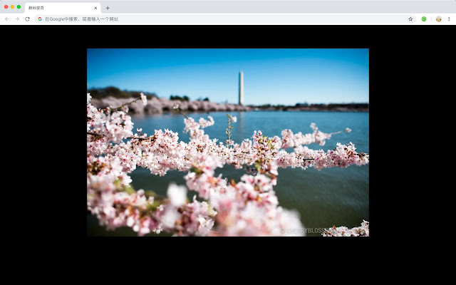 Cherry blossom popular HD New Tab Page Theme