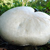 Horse mushroom