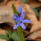 Alpine squill