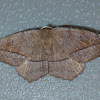 Curve-toothed Geometer