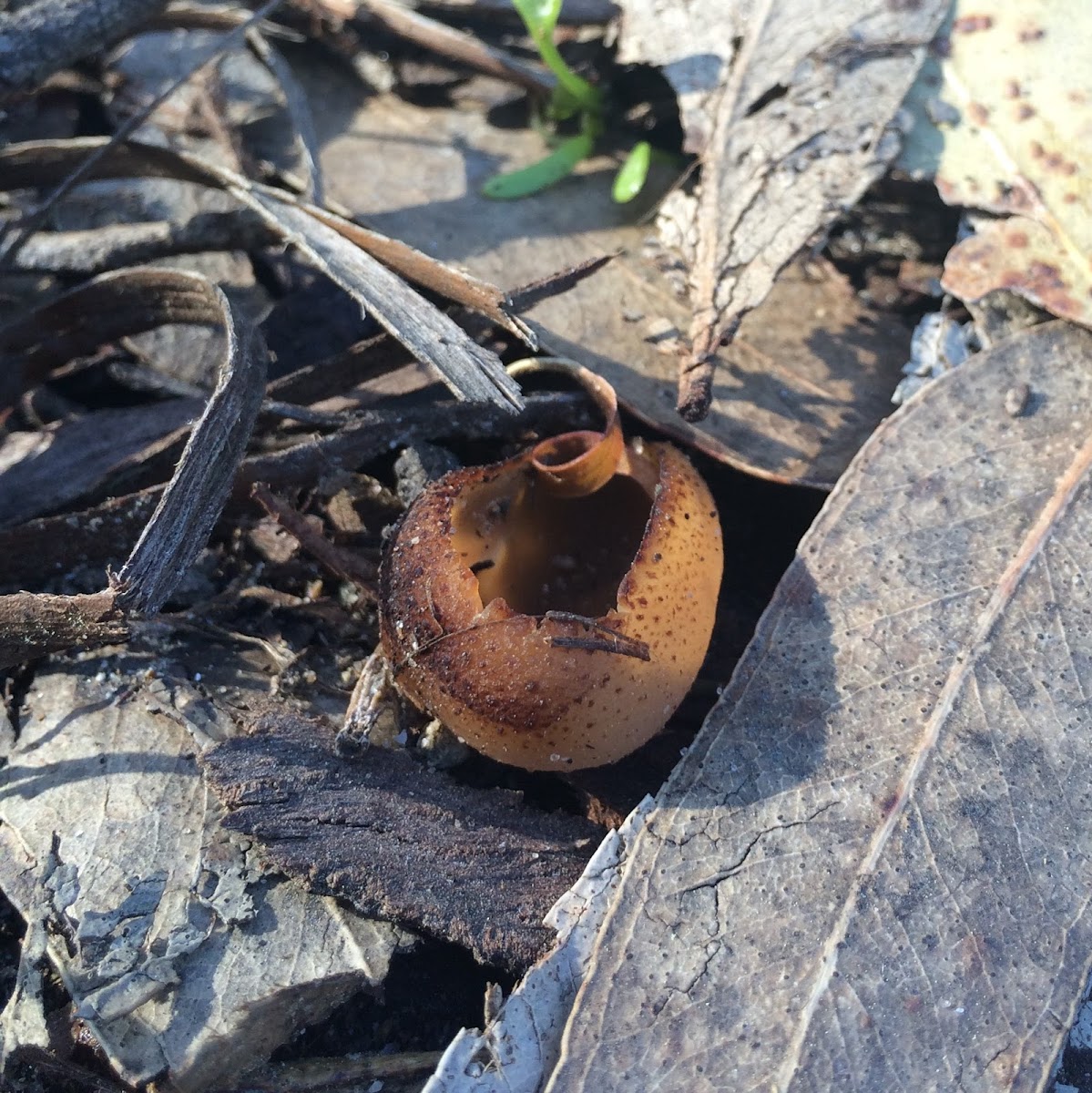 Cup Fungus