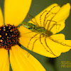 Green Lynx Spider