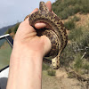 Gopher snake