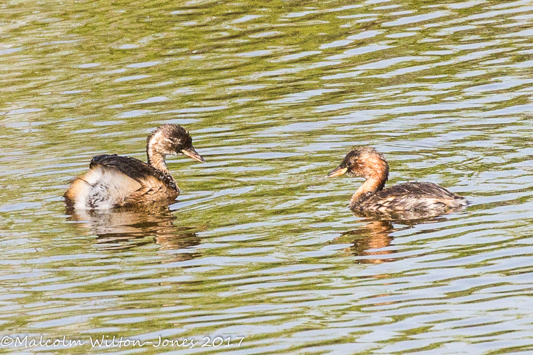 Little Grebe; Zampullín Chico