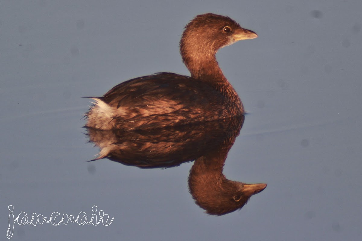 Pied-billed Grebe