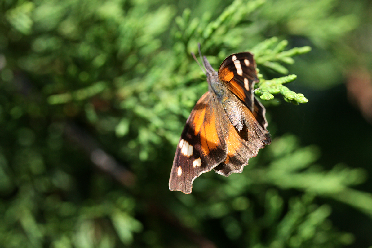 American Snout